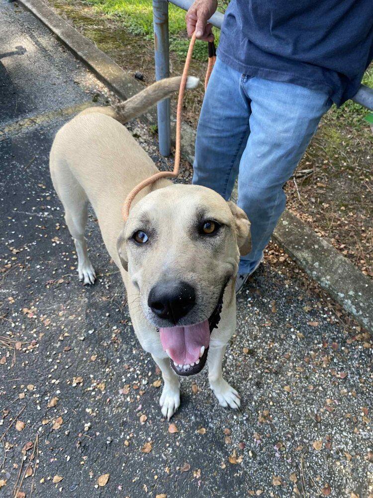 Enlarge Claire, a Adoptable mixed breed in Scott, LA image 3/6