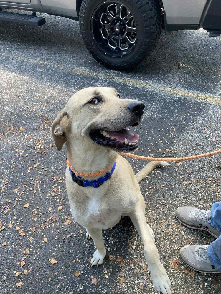 Enlarge Claire, a Adoptable mixed breed in Scott, LA image 5/6