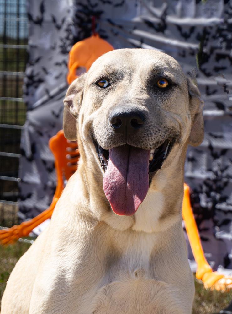 Enlarge Claire, a Adoptable mixed breed in Scott, LA image 6/6