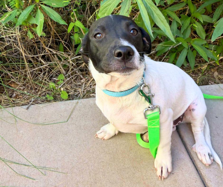 Prince (Koopa), Adopted, Young Male Chihuahua.