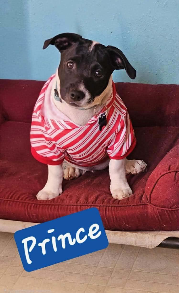 Prince (Koopa), a Adopted mixed breed in Tempe, AZ image 4/6