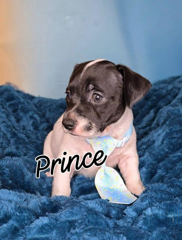 Prince (Koopa), a Adopted mixed breed in Tempe, AZ image 5/6