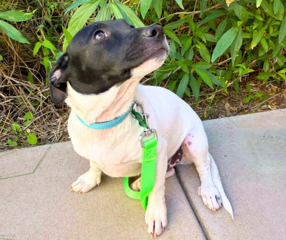 Prince (Koopa), a Adopted mixed breed in Tempe, AZ image 6/6