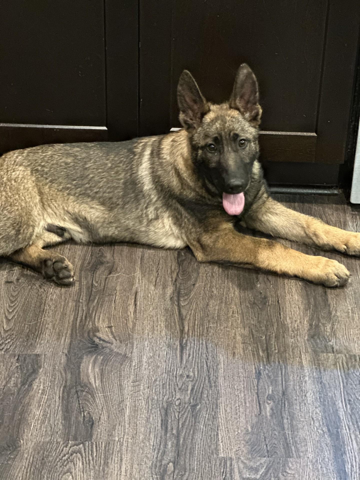 Enlarge Bane-I25069, a ADOPTABLE German Shepherd Dog in Anoka, MN image 2/4