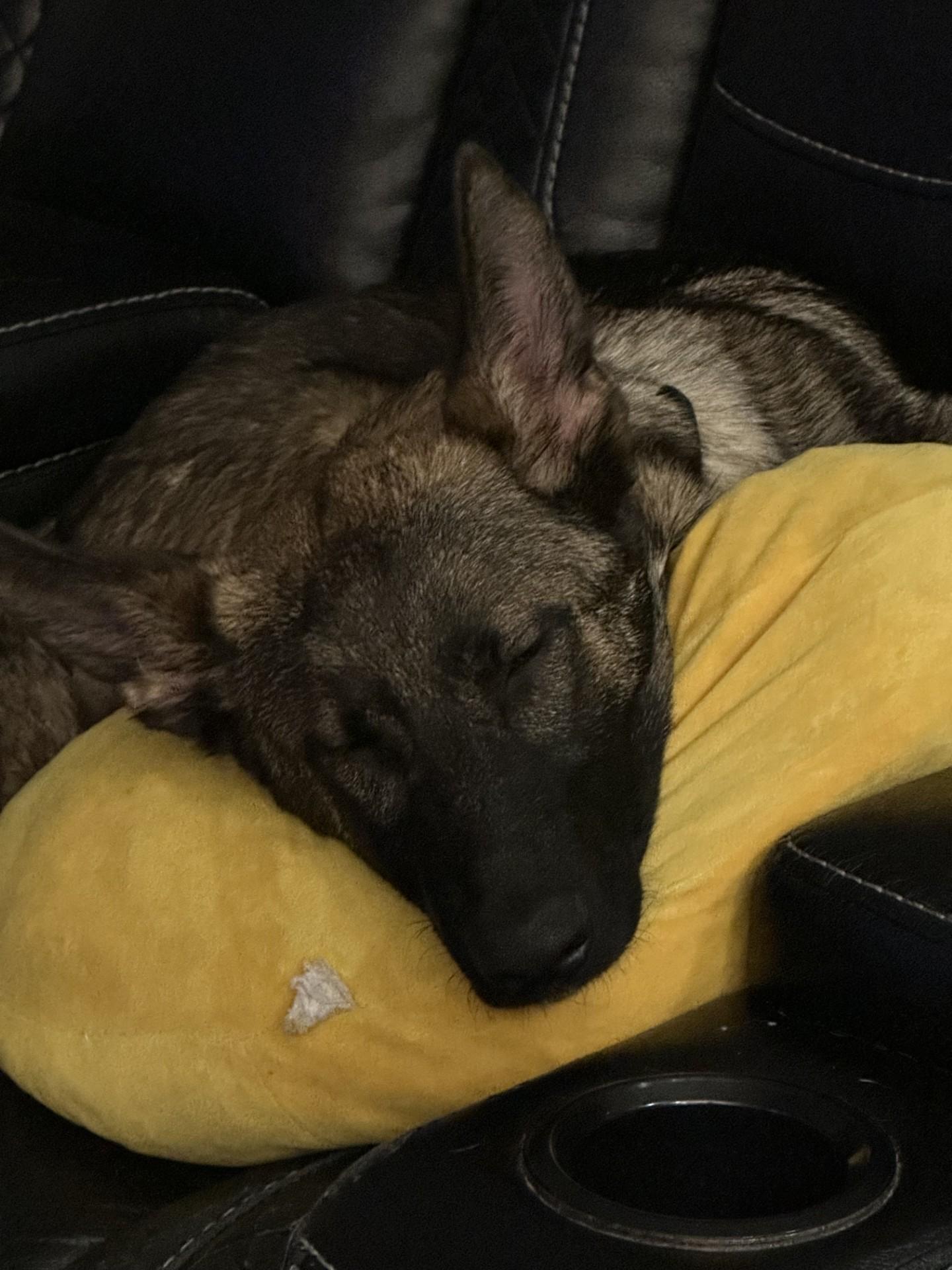 Enlarge Bane-I25069, a ADOPTABLE German Shepherd Dog in Anoka, MN image 4/4