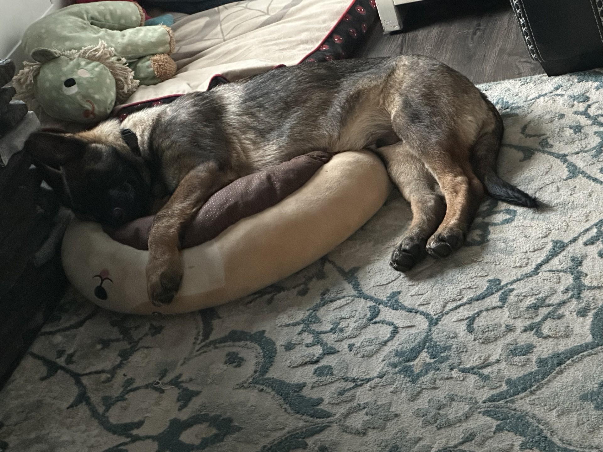 Enlarge Bane-I25069, a ADOPTABLE German Shepherd Dog in Anoka, MN image 3/4