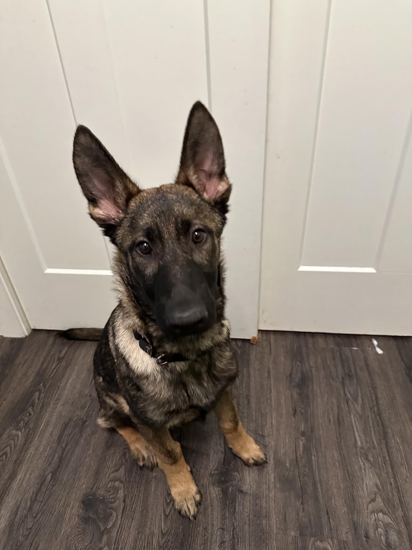 Enlarge Bane-I25069, a ADOPTABLE German Shepherd Dog in Anoka, MN image 1/4