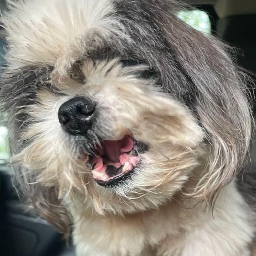 Buffy, an adopted Shih Tzu in Enfield, CT image 4/6