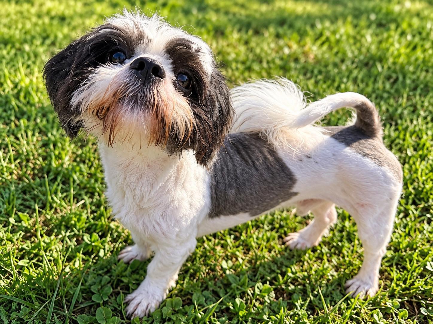 Murphy, Adoptable, Adult Male Shih Tzu.