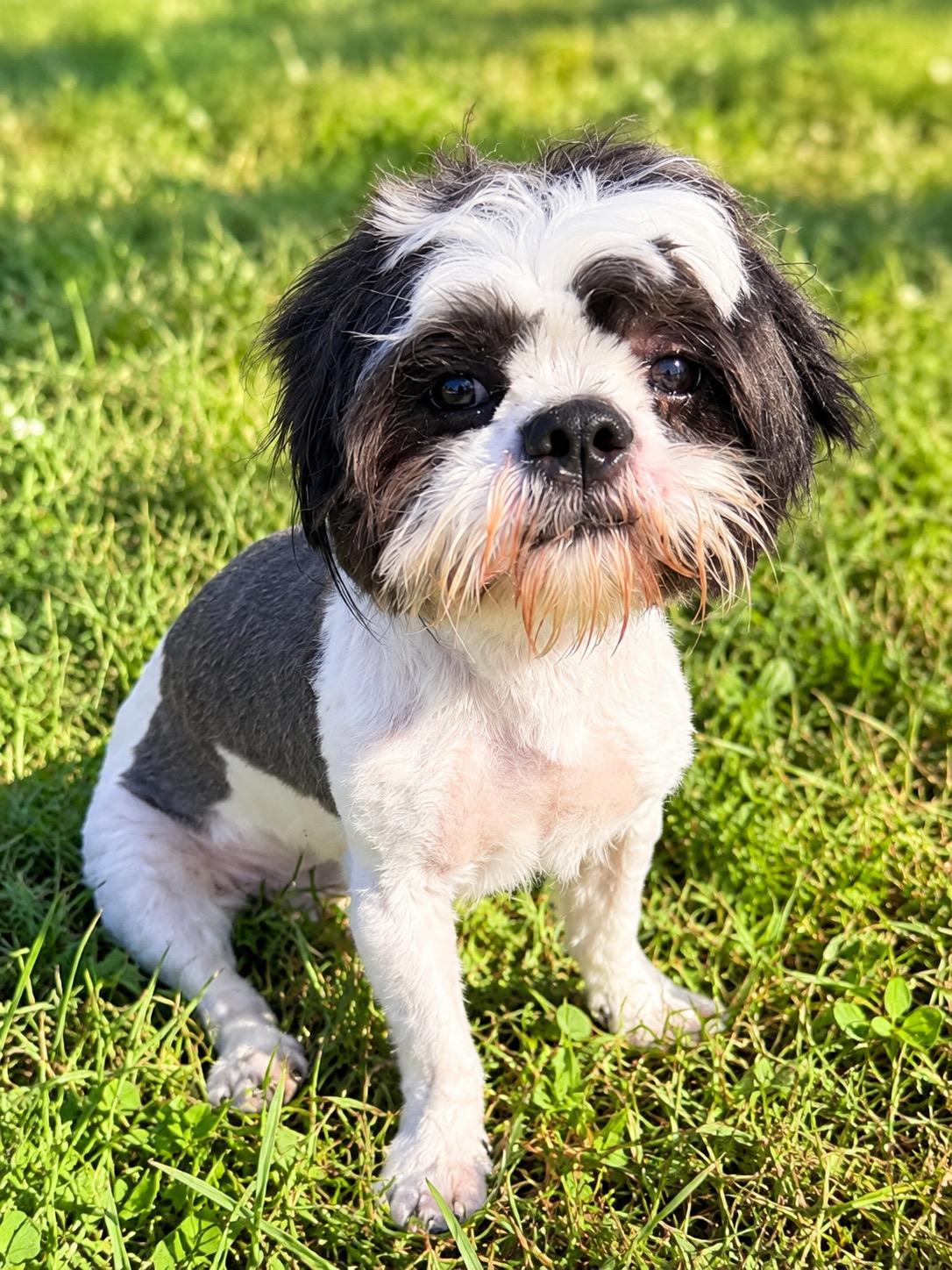 Enlarge Murphy, a Adoptable mixed breed in Waldorf, MD image 2/3