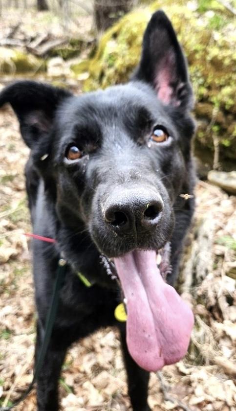 Enlarge Toby, a Adoptable mixed breed in Huntington, NY image 1/6