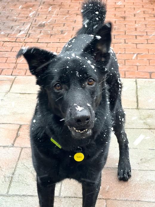 Enlarge Toby, a Adoptable mixed breed in Huntington, NY image 4/6