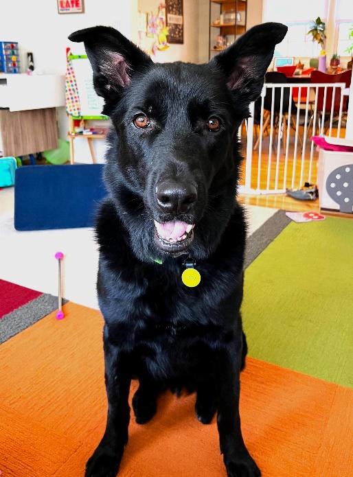 Toby, Adult Male German Shepherd Dog