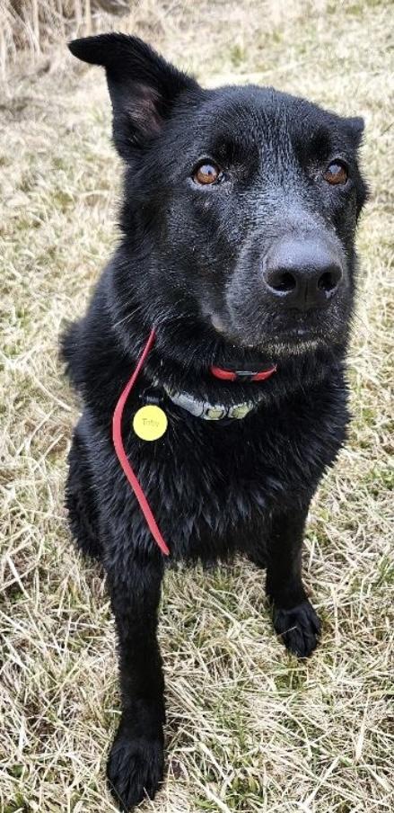 Enlarge Toby, a Adoptable mixed breed in Huntington, NY image 3/6