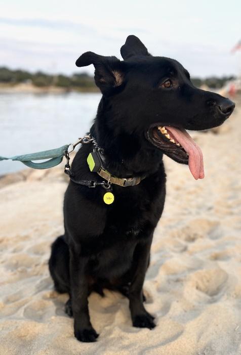 Enlarge Toby, a Adoptable mixed breed in Huntington, NY image 5/6