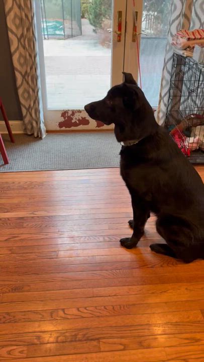 Enlarge Toby, a Adoptable mixed breed in Huntington, NY video 6/6