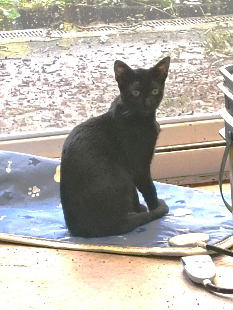 Enlarge Spruce, a Adoptable Domestic Short Hair in Germantown, OH image 2/5