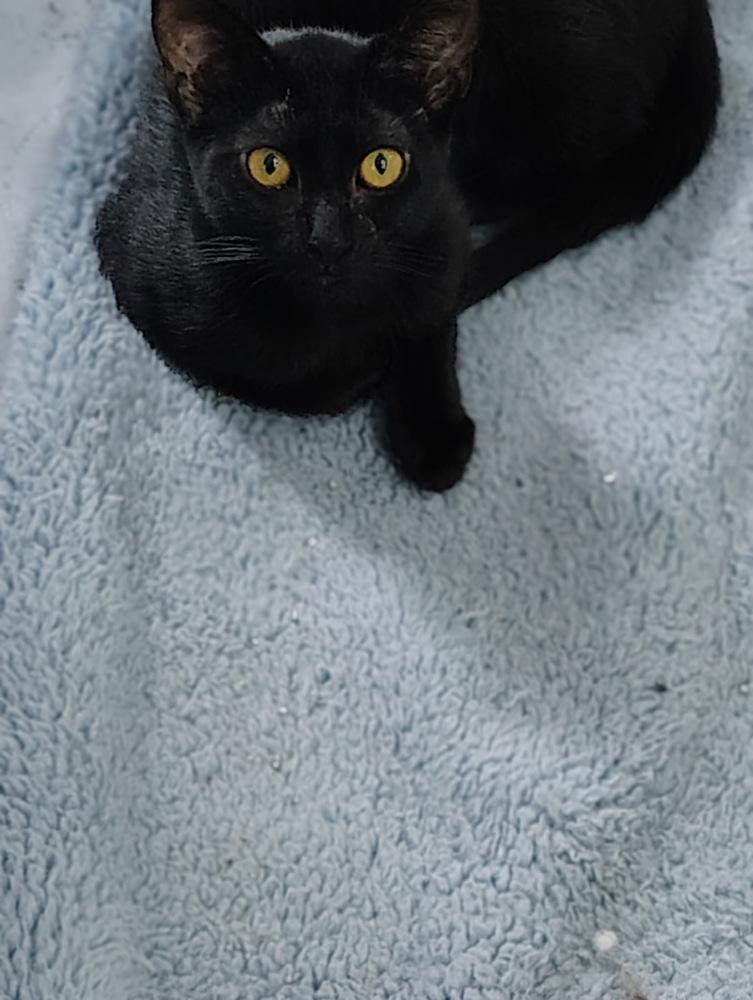 Enlarge Spruce, a Adoptable Domestic Short Hair in Germantown, OH image 3/5