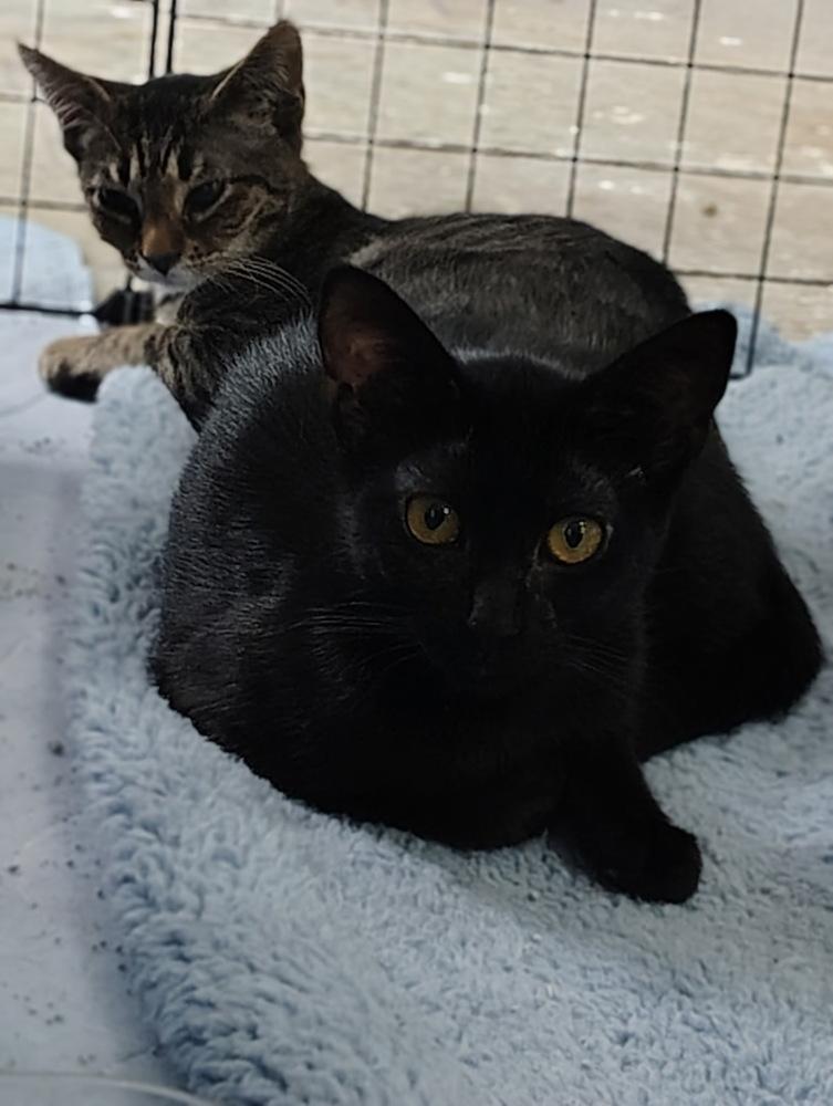 Enlarge Spruce, a Adoptable Domestic Short Hair in Germantown, OH image 4/5