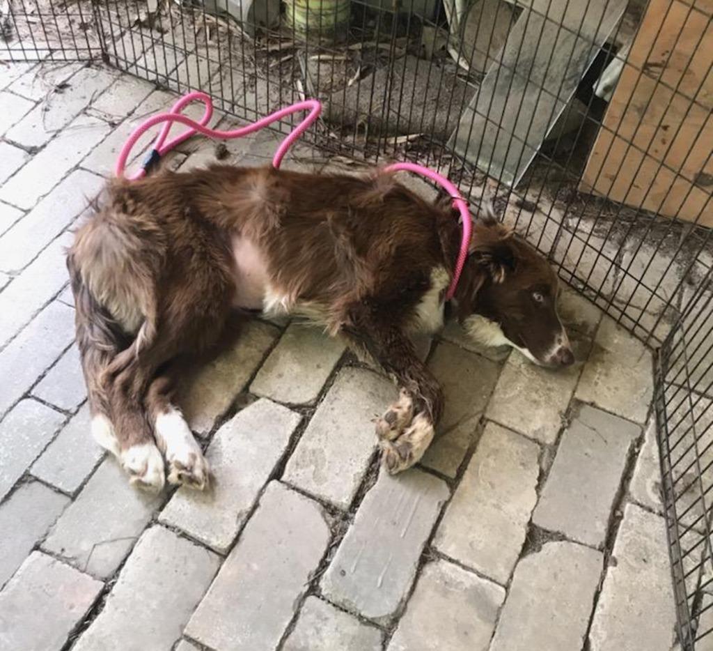 Iris, Adoptable, Young Female Border Collie.