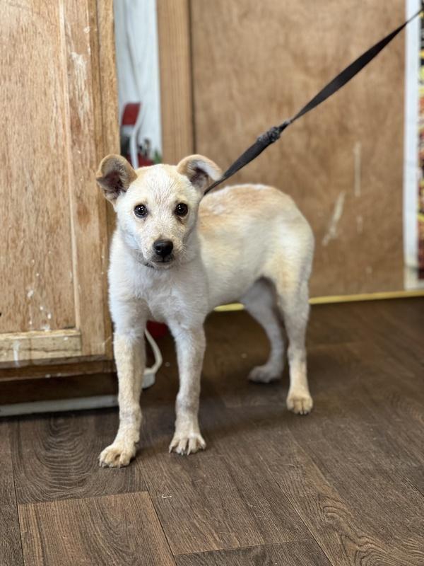 Zuma, Adopted, Puppy Female Australian Cattle Dog / Blue Heeler.