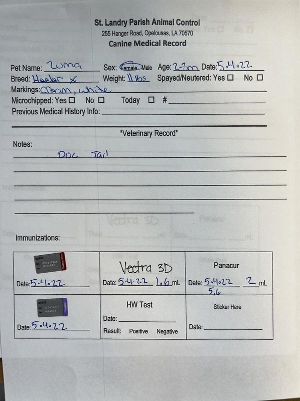 Enlarge Zuma, a Adopted mixed breed in Opelousas, LA image 2/2