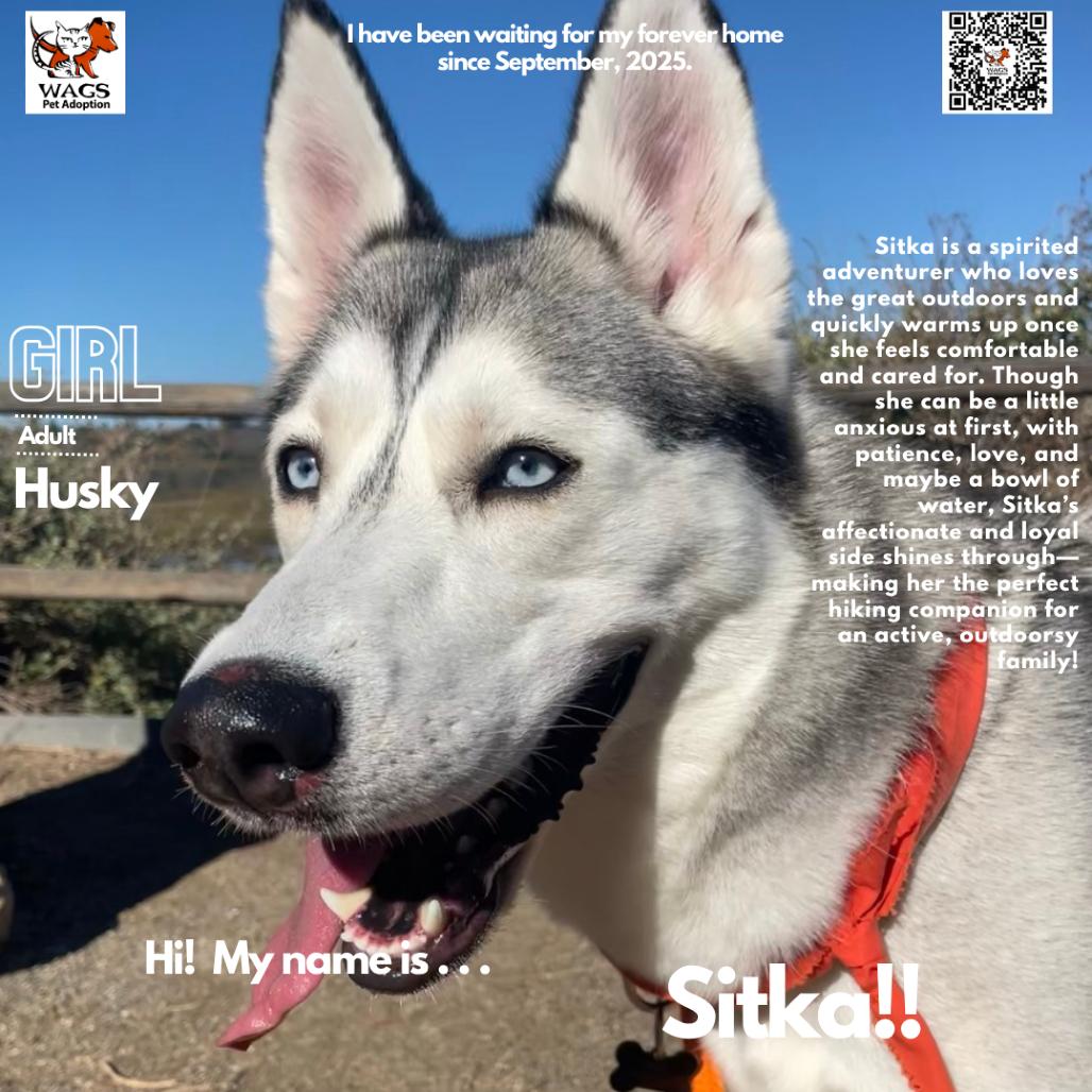 Enlarge Sitka, a Adoptable Siberian Husky in Westminster, CA image 1/1
