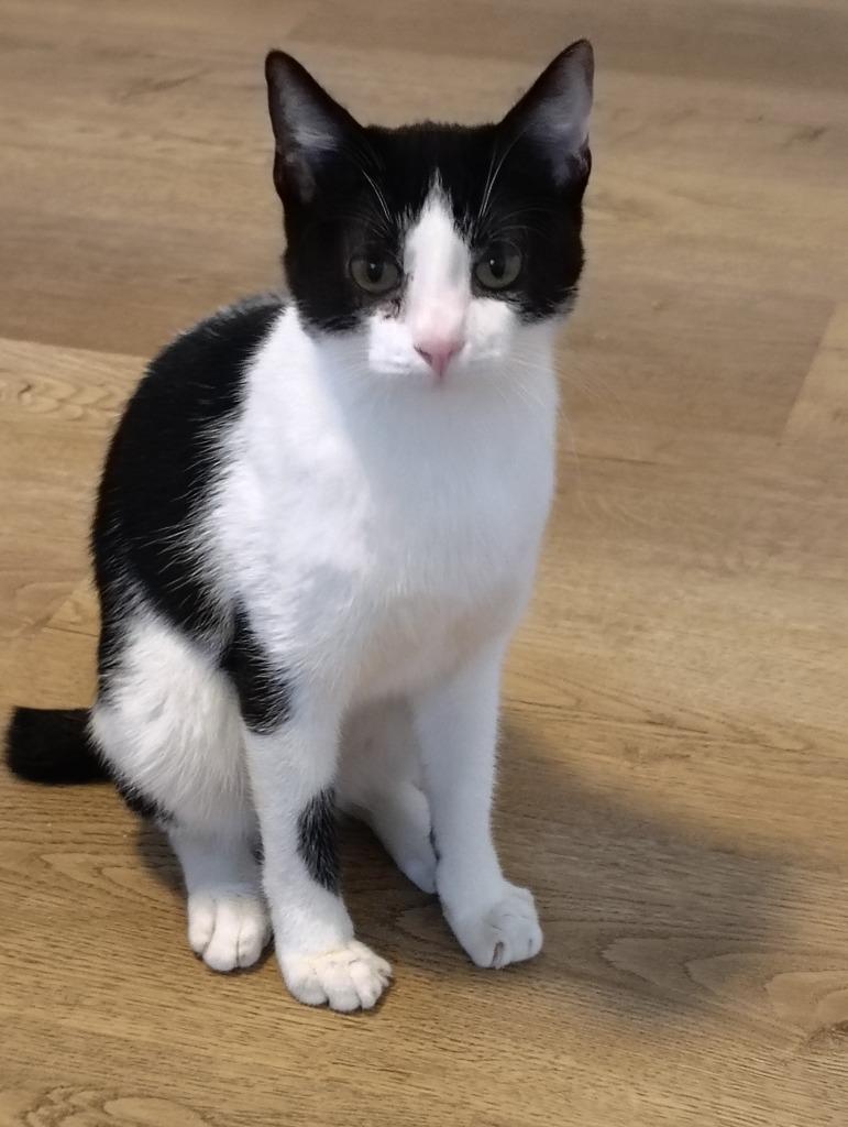 Trapper, Adoptable, Young Male Domestic Short Hair.