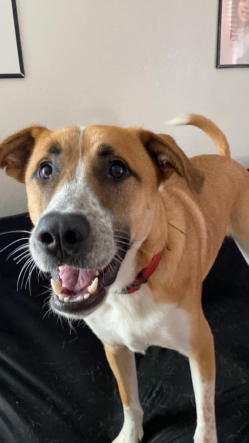 Enlarge SIMBA, a Adoptable German Shepherd Dog in Dallas, TX image 1/3