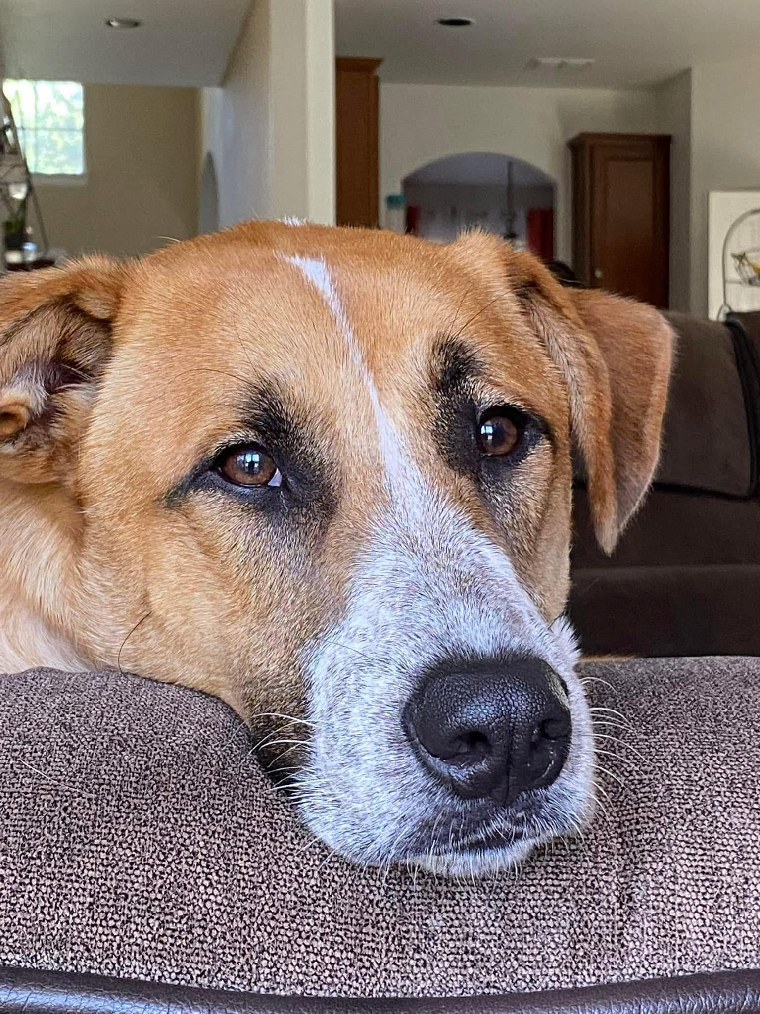 Enlarge SIMBA, a Adoptable German Shepherd Dog in Dallas, TX image 2/3