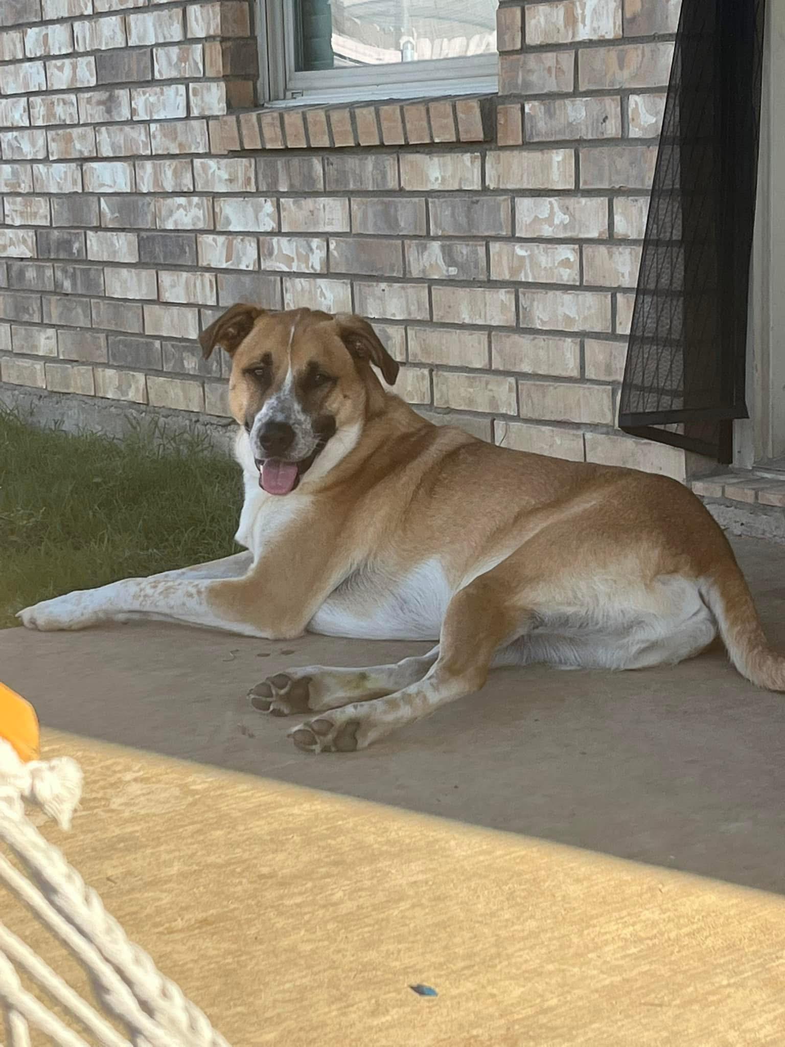 Enlarge SIMBA, a Adoptable German Shepherd Dog in Dallas, TX image 3/3