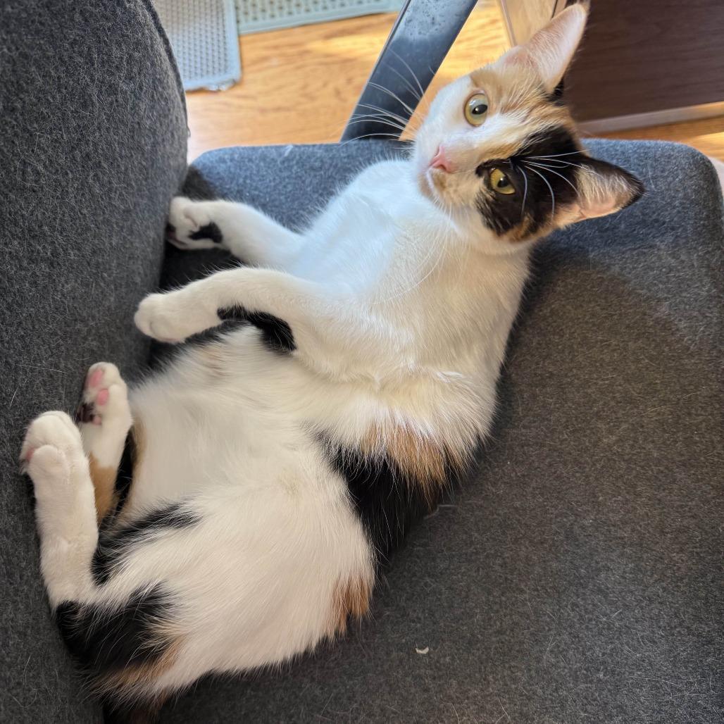 Tiramisu (Church Ln Kitten 3), a Adoptable Domestic Short Hair in Westport, CT image 2/3