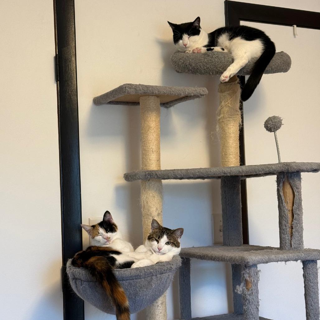 Enlarge Tiramisu (Church Ln Kitten 3), a Adoptable Domestic Short Hair in Westport, CT image 2/5