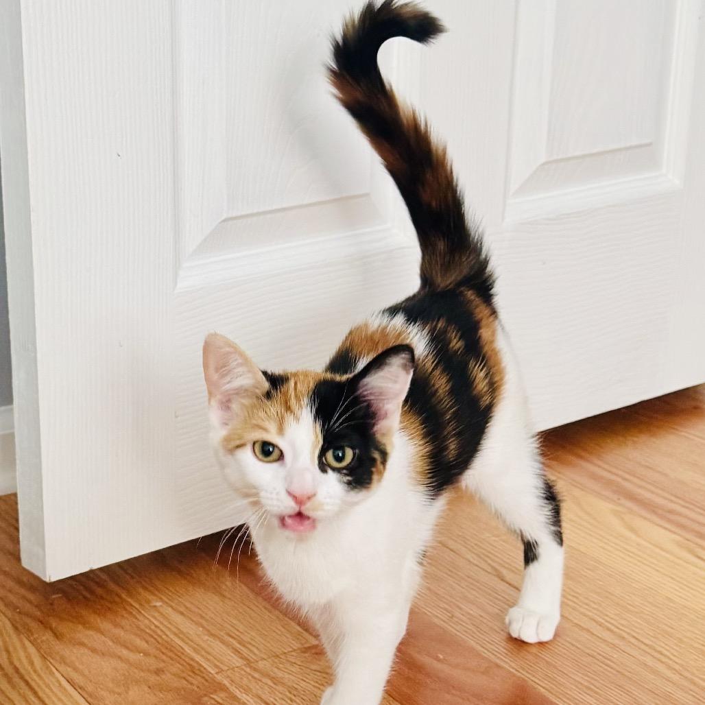 Tiramisu (Church Ln Kitten 3), a Adoptable Domestic Short Hair in Westport, CT image 3/3