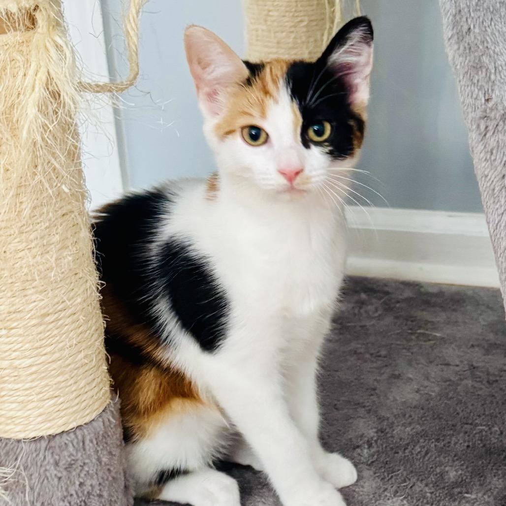 Enlarge Tiramisu (Church Ln Kitten 3), a Adoptable Domestic Short Hair in Westport, CT image 3/5