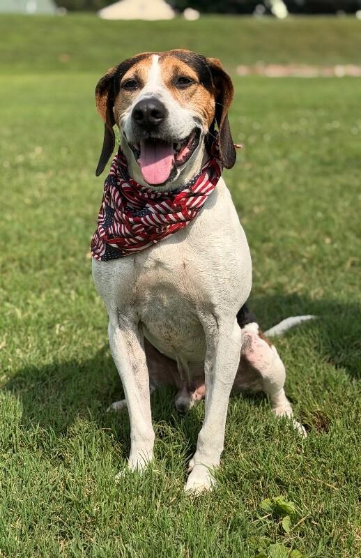 Tater, Adoptable, Adult Male Hound.