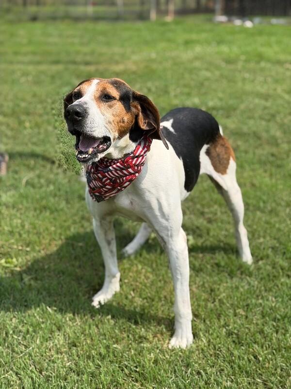 Tater, a Adoptable Hound in Maryville, TN image 2/5
