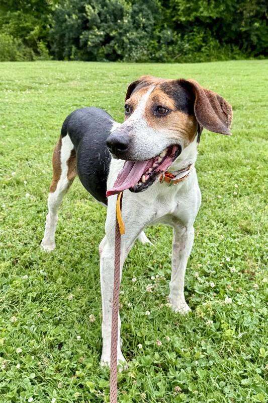 Tater, Adoptable, Adult Male Hound.