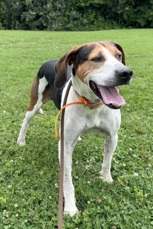 Enlarge Tater, a Adoptable Hound in Maryville, TN image 2/4