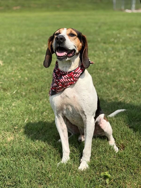 Tater, a Adoptable Hound in Maryville, TN image 3/5