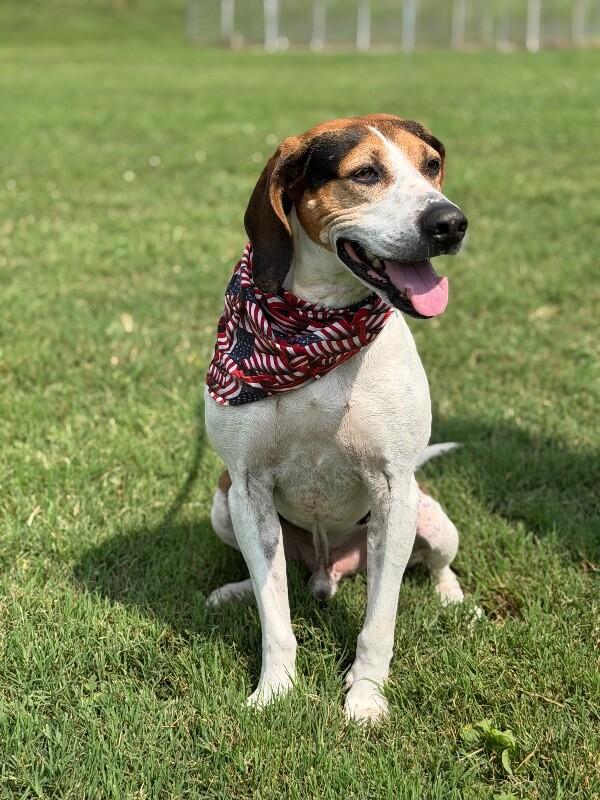 Tater, a Adoptable Hound in Maryville, TN image 4/5
