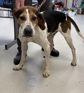 Enlarge Tater, a Adoptable Hound in Maryville, TN image 3/4
