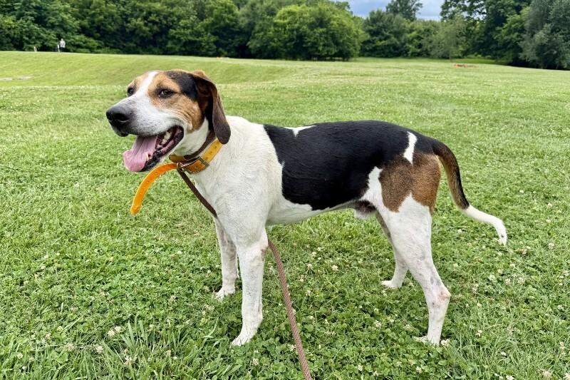 Enlarge Tater, a Adoptable Hound in Maryville, TN image 4/4