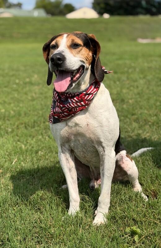 Tater, a Adoptable Hound in Maryville, TN image 5/5