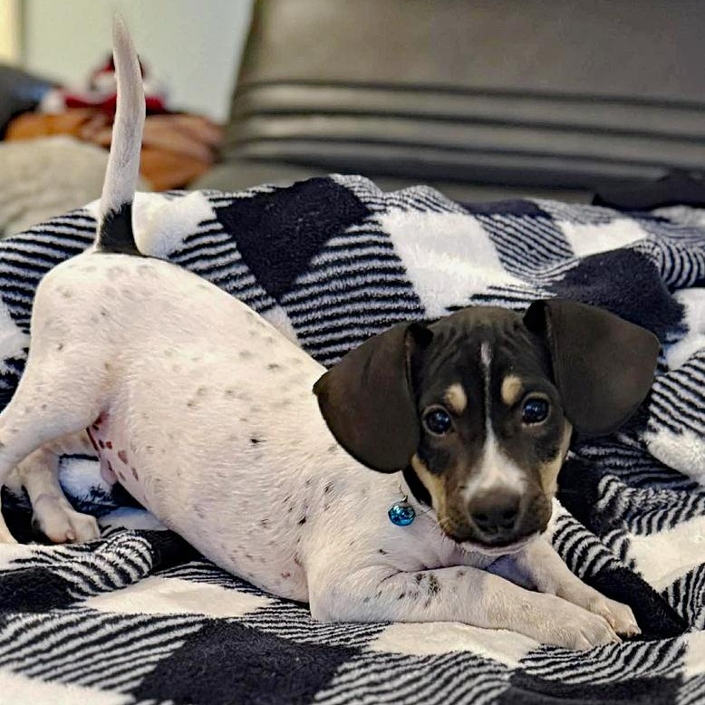 Enlarge Bagel, an adopted mixed breed in Oklahoma City, OK image 1/4