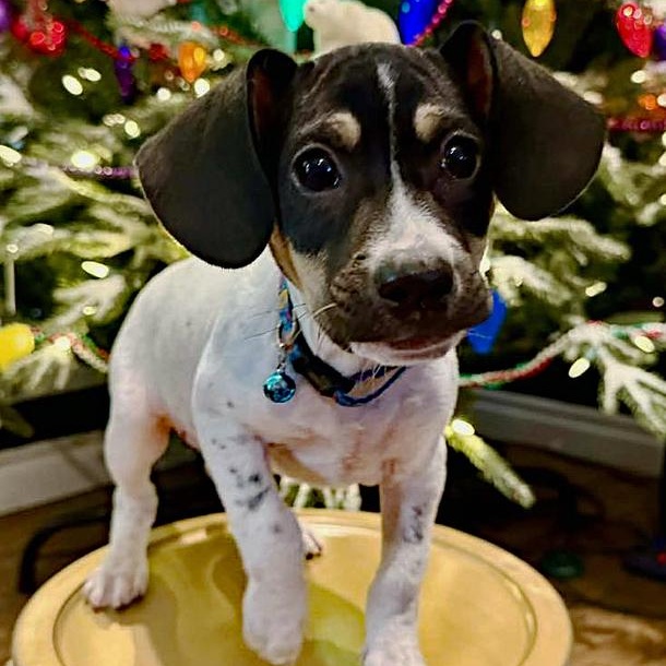 Enlarge Bagel, an adopted mixed breed in Oklahoma City, OK image 2/4