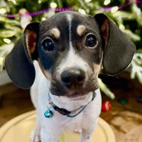 Enlarge Bagel, an adopted mixed breed in Oklahoma City, OK image 3/4