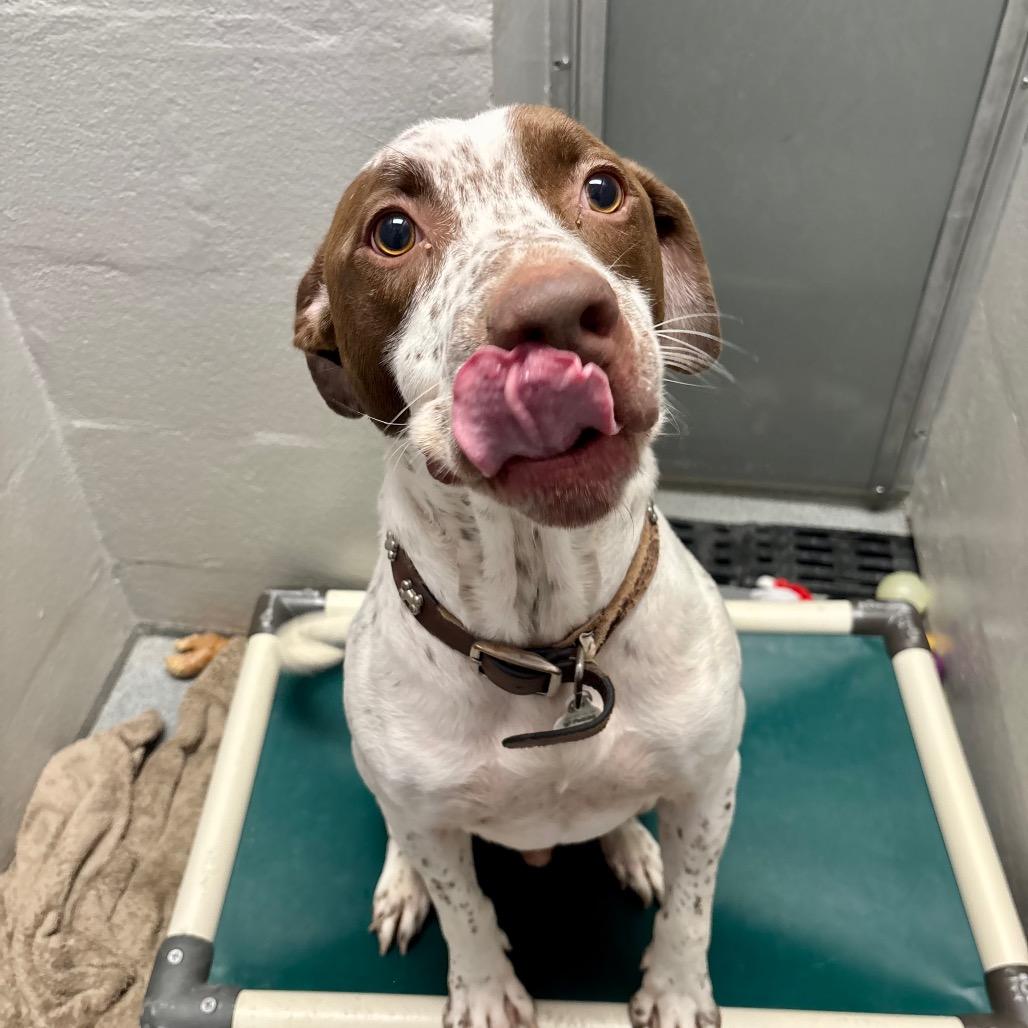 Fred, Adoptable, Adult Male German Shorthaired Pointer & Mixed Breed.
