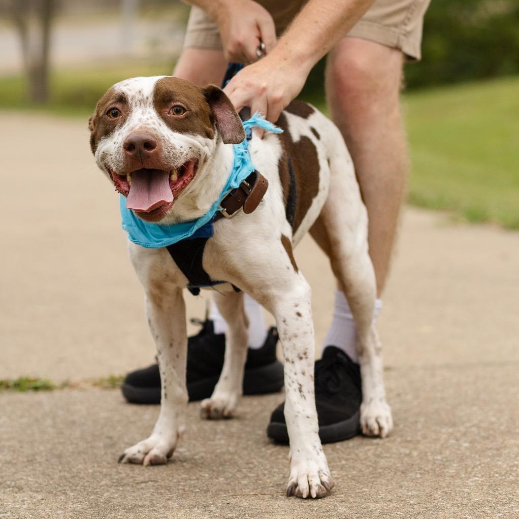 Enlarge Fred, a Adoptable mixed breed in Evansville, IN image 2/2