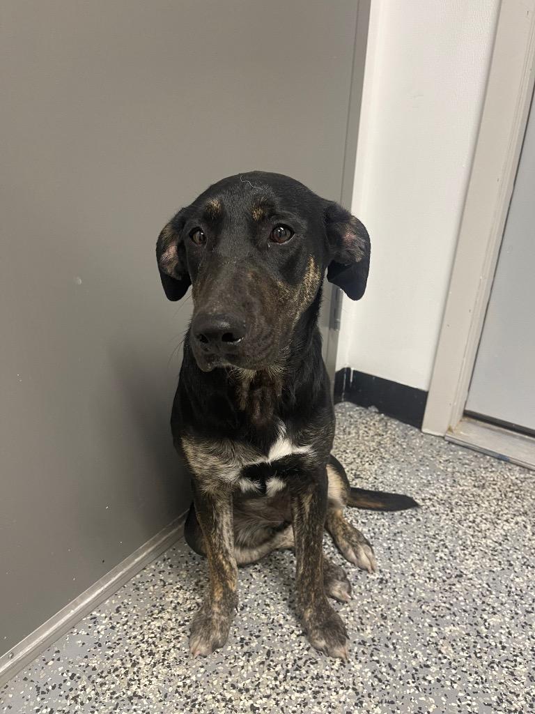 Honey Bun, Adoptable, Young Female Catahoula Leopard Dog & Mixed Breed.